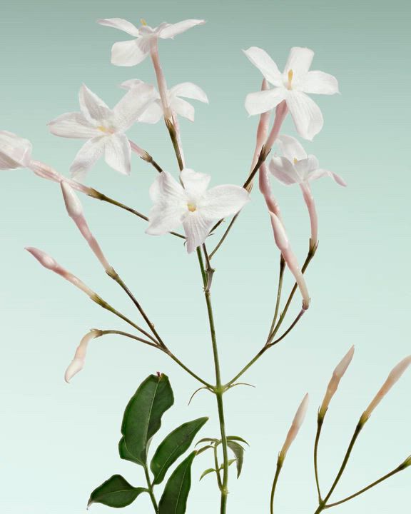 Ingredients of Armani/Prive floral fragrances.