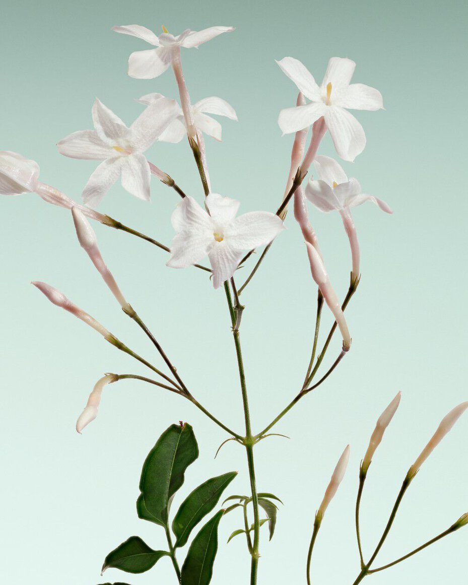 Armani/Prive Vert Malachite: delicate jasmine branch, emphasizing the scent’s luminous and refined floral character. 