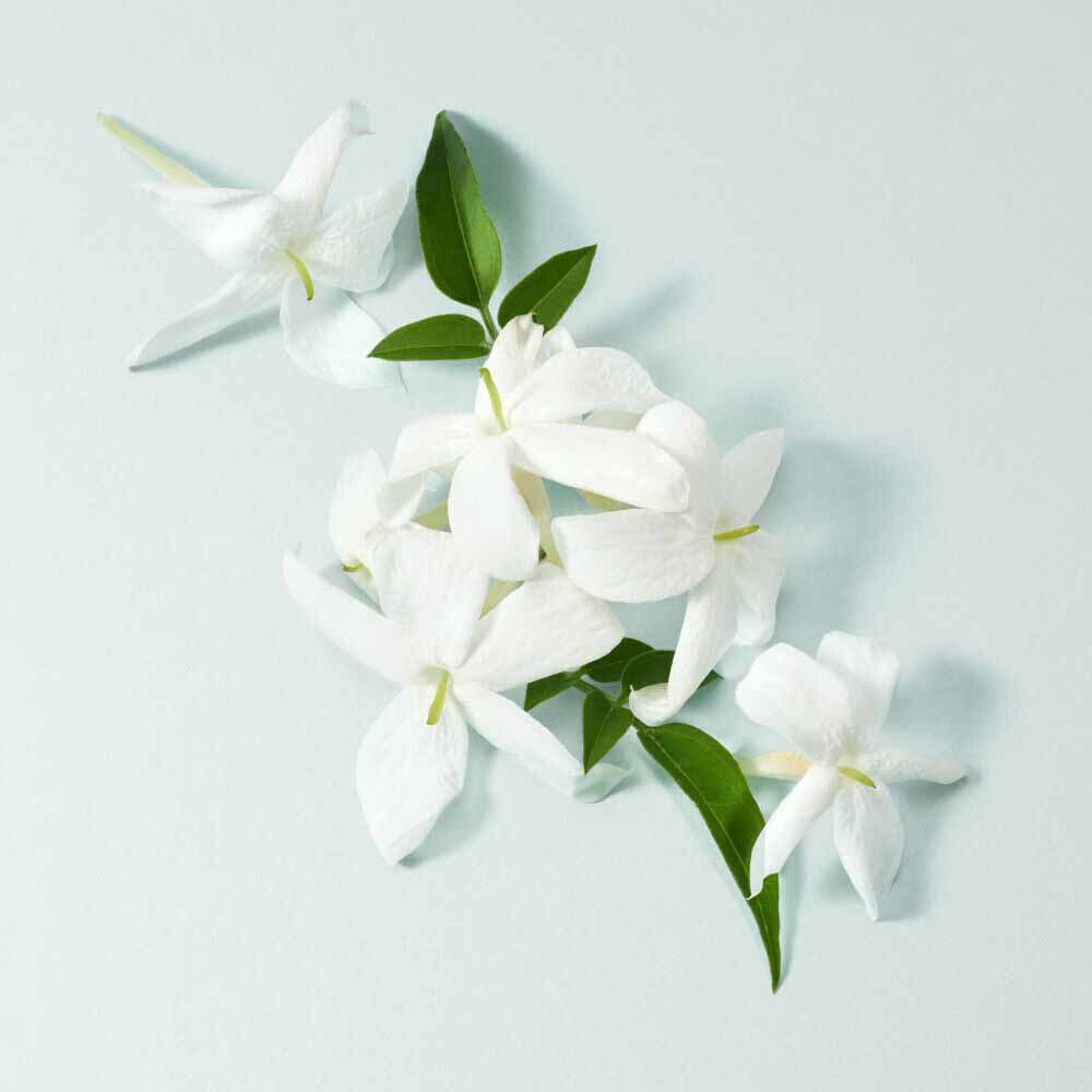 White water jasmine flowers and leaves on a soft aqua background — water jasmine heart note of Acqua di Gioia Eau de Parfum by Giorgio Armani.