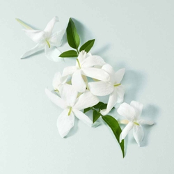White water jasmine flowers and leaves on a soft aqua background — water jasmine heart note of Acqua di Gioia Eau de Parfum by Giorgio Armani.