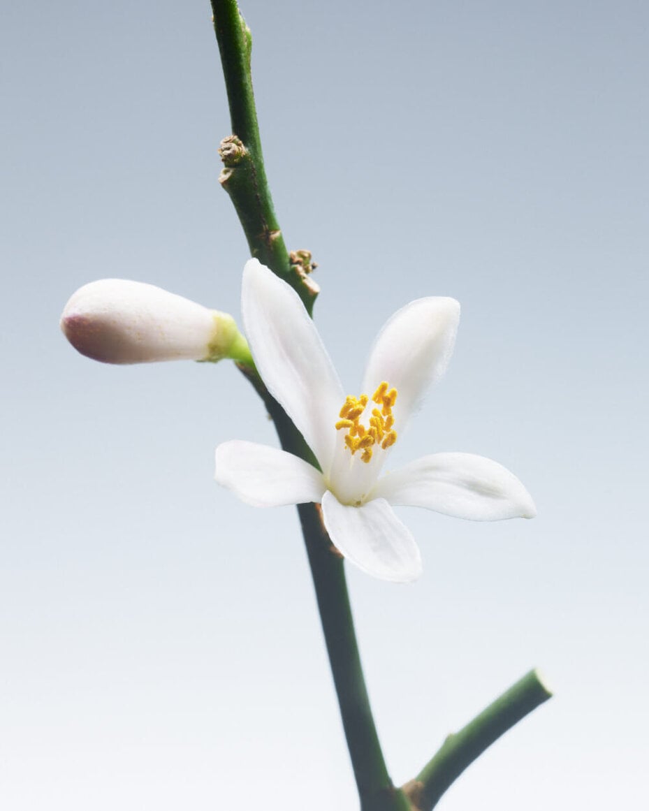 Close-up of a jasmine flower with yellow stamens on a green stem, representing a fragrance ingredient.