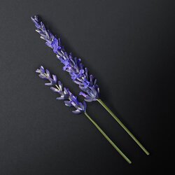 Lavandin sprigs on a dark background — lavandin heart note of Armani Code Eau de Toilette by Giorgio Armani.