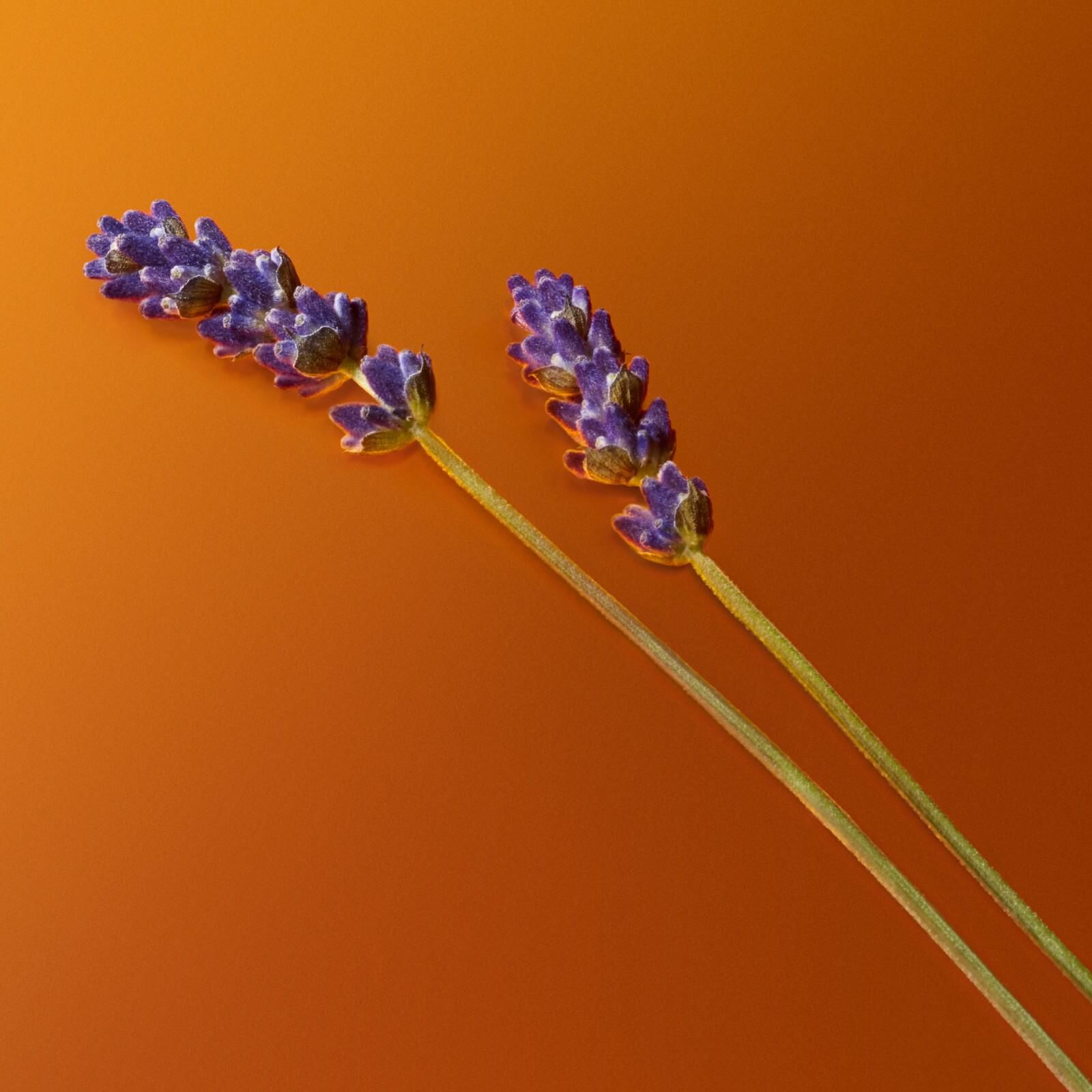 Purple lavender stems with amber elements on orange background showing natural perfume ingredients