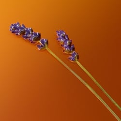 Purple lavender stems with amber elements on orange background showing natural perfume ingredients