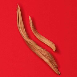 Cedarwood essence bark pieces on a bold red background — cedarwood essence base note of Si Passione Eau de Parfum by Giorgio Armani.