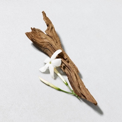 White jasmine flowers and cedarwood branch on a light grey background — jasmine and cedarwood heart notes of Acqua di Gio Eau de Toilette by Giorgio Armani.