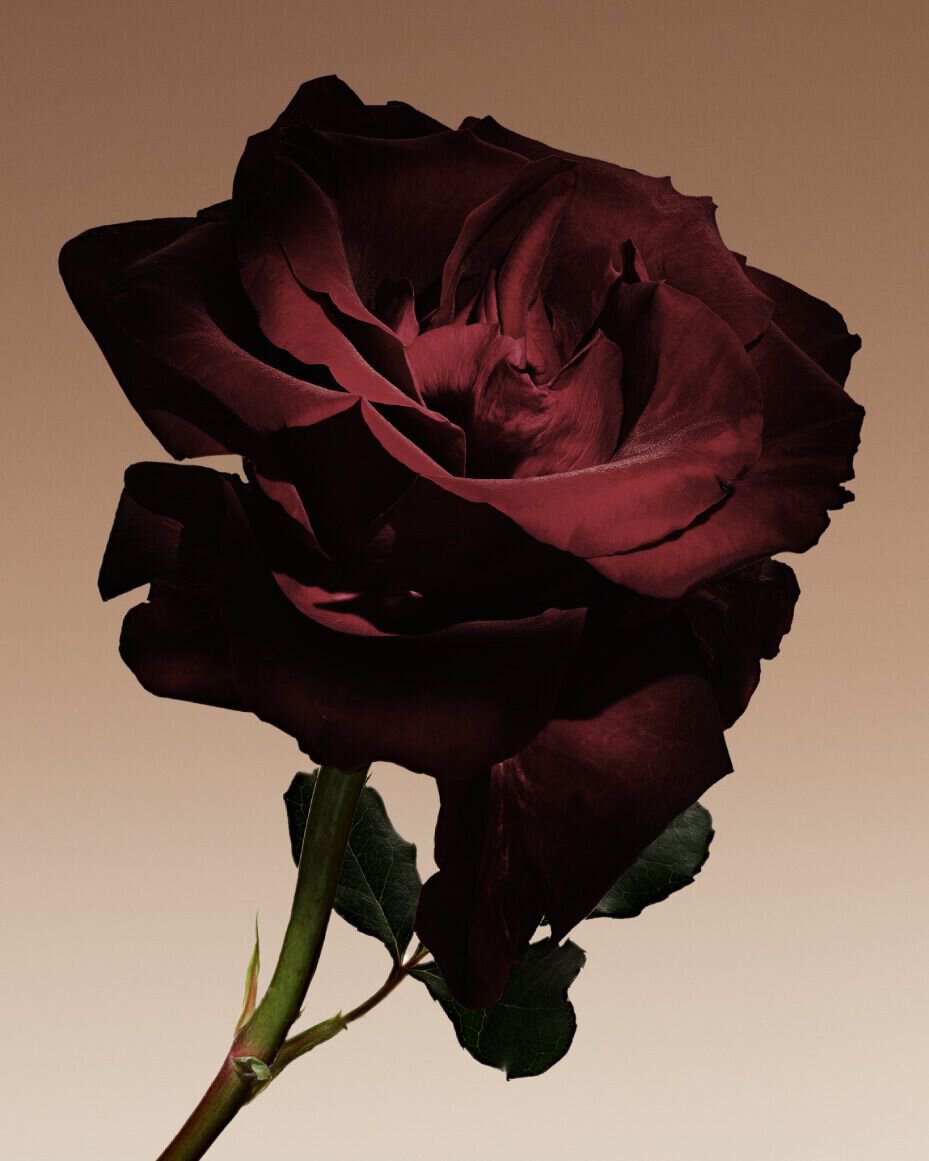 A deep red rose with green leaves on a stem.