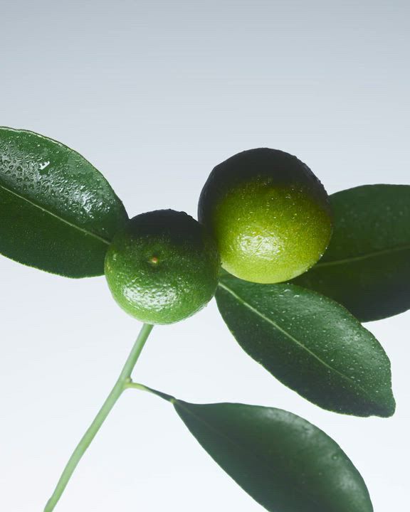 Ingredients of Armani/Prive woody fragrances.