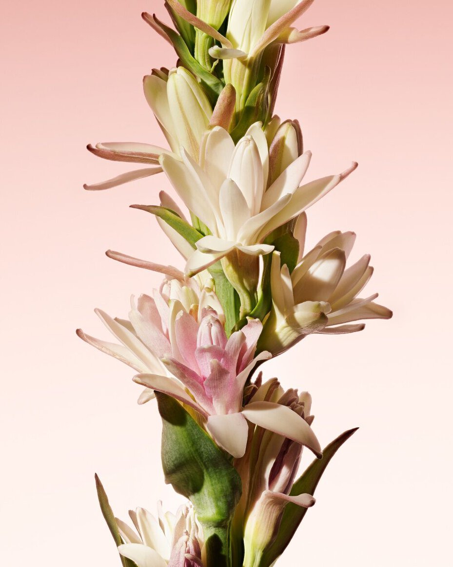 Armani/Prive Rouge Malachite: elegant tuberose blossom, highlighting the fragrance’s luminous floral facet.