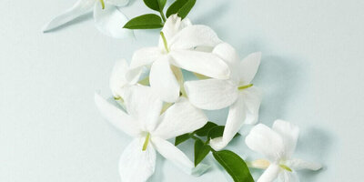 Guide To Sustainable Fragrance