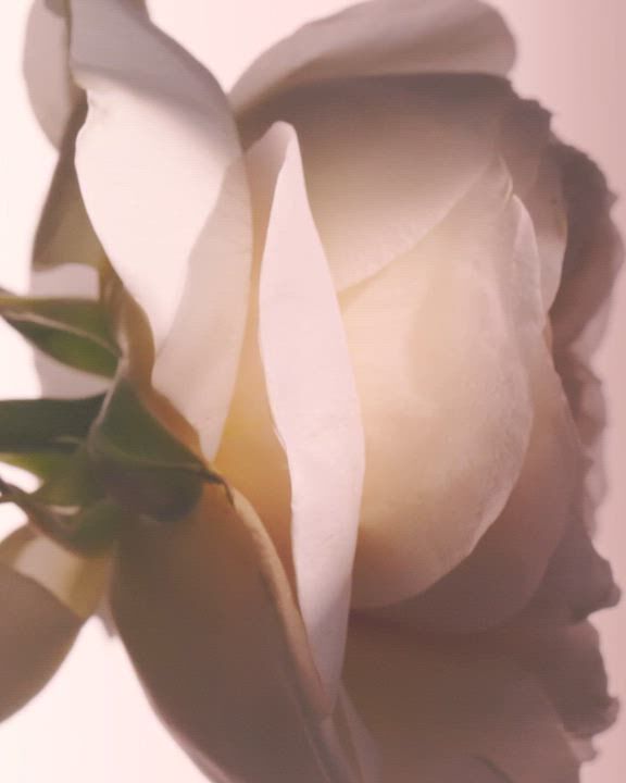 Detailed macro shots of delicate flowers, featuring soft white petals, a vibrant purple and green allium, a white crocus with an orange stamen, and elegant deep magenta lilies, reflecting Armani Prive's natural elegance.