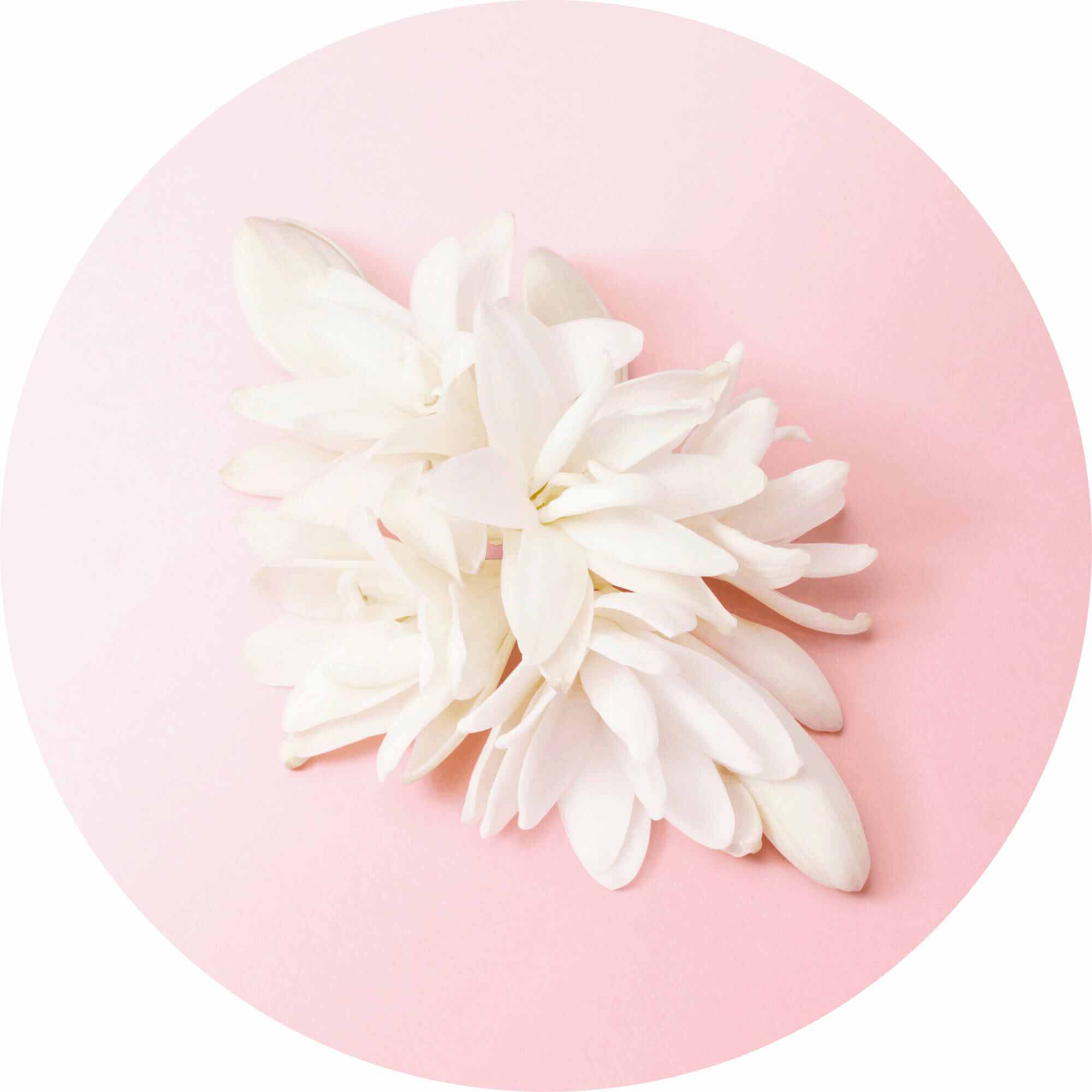 White tuberose and jasmine blooms from India on a soft pink background — tuberose and jasmine heart notes of My Way Eau de Parfum by Giorgio Armani.