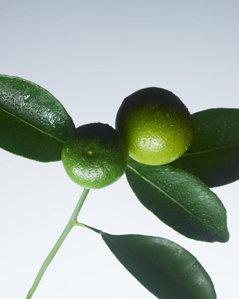 Close-up of lush green citrus fruits and leaves, highlighting a zesty accord.