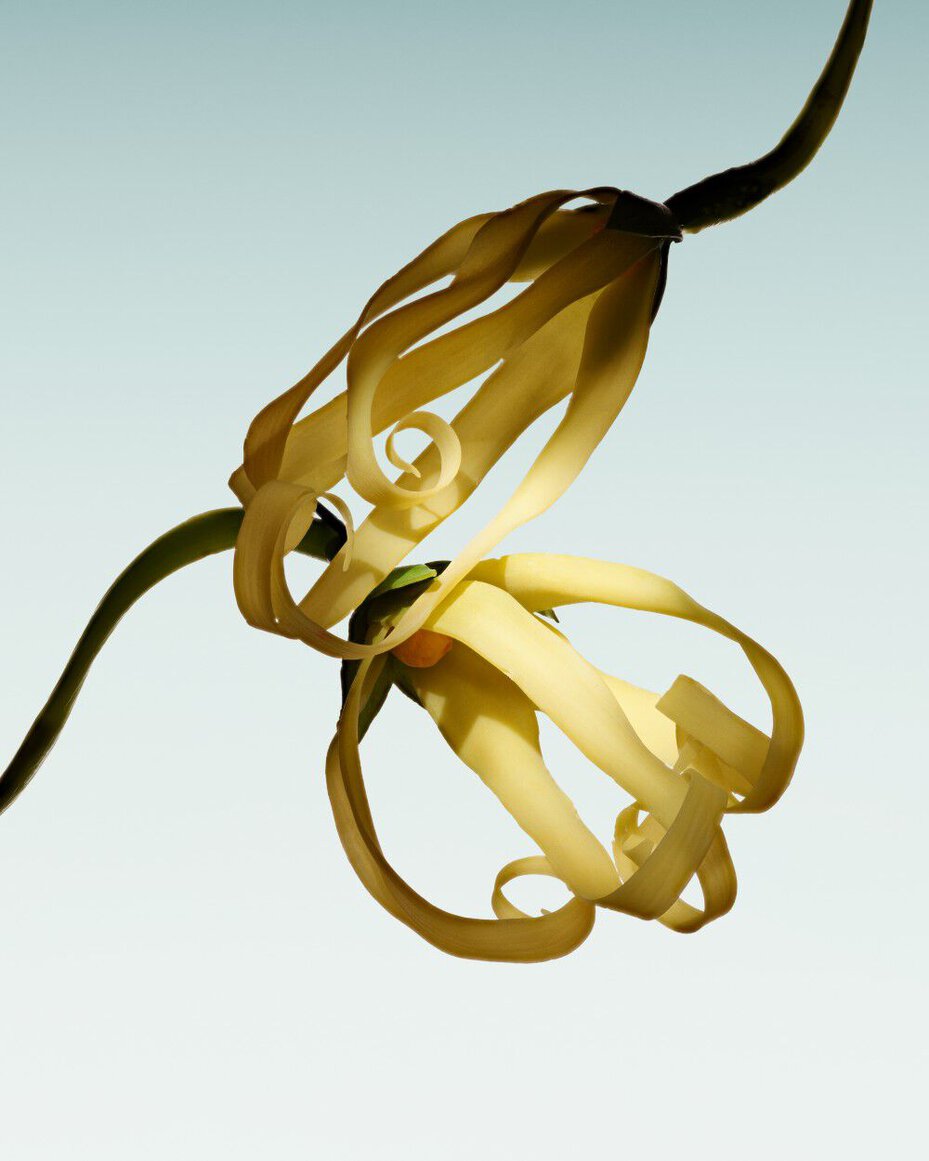Armani/Prive Vert Malachite: sculptural ylang-ylang blossom, showcasing the fragrance’s exotic floral richness. 