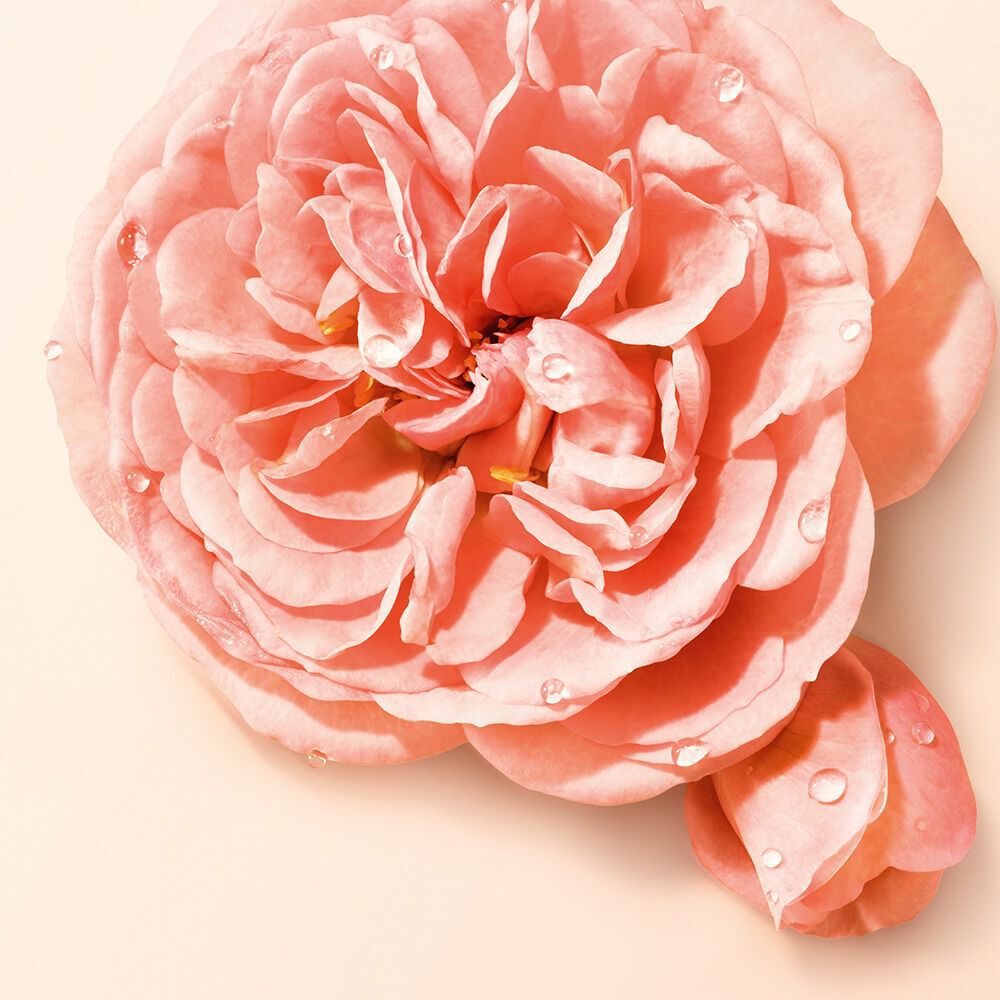 Si Nude Bloom heart note - Trio of roses.