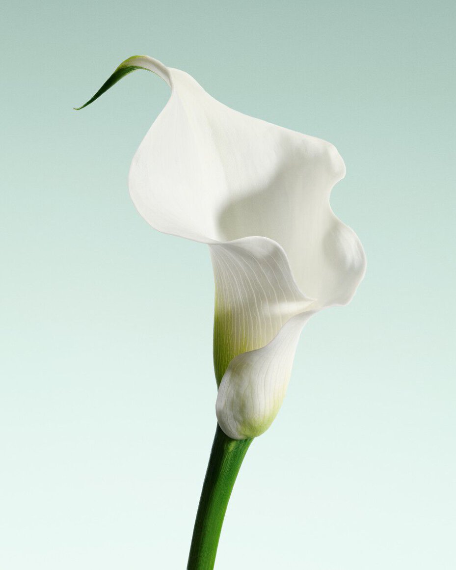 Armani/Prive Vert Malachite: single white calla lily, highlighting the fragrance’s pure and elegant floral notes. 
