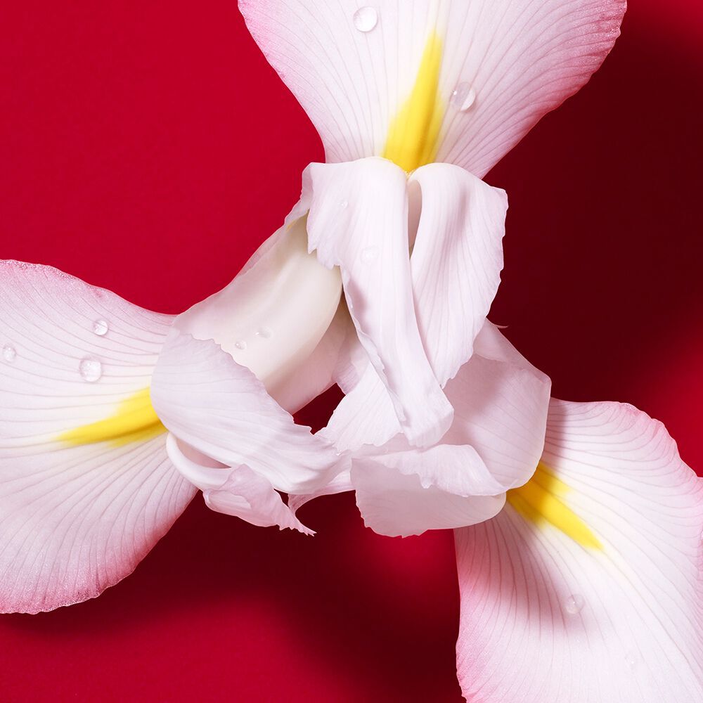 Close-up of a white iris flower with water droplets on a red background.