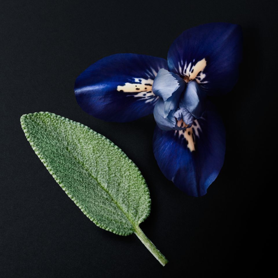 A striking composition of a deep blue iris flower and a textured green clary sage leaf, artfully arranged on a dark background.