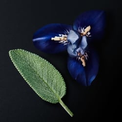 A striking composition of a deep blue iris flower and a textured green clary sage leaf, artfully arranged on a dark background.