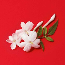 White jasmine absolute flowers and leaves on a bold red background — jasmine absolute heart note of Si Passione Eau de Parfum by Giorgio Armani.