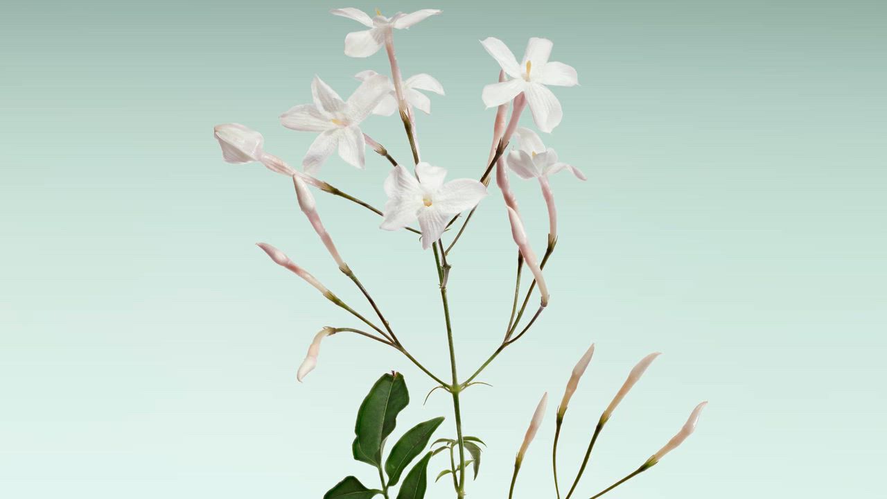 Ingredients of Armani/Prive floral fragrances.