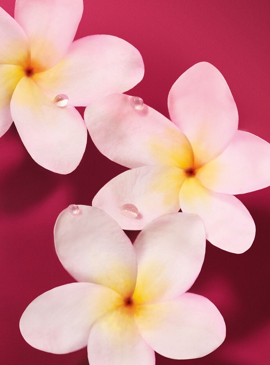 Soft pink and white frangipani flowers with dewdrops on a ruby background, representing the luminous heart note of the Armani Power of You fragrance.