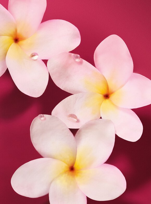 Soft pink and white frangipani flowers with dewdrops on a ruby background, representing the luminous heart note of the Armani Power of You fragrance.
