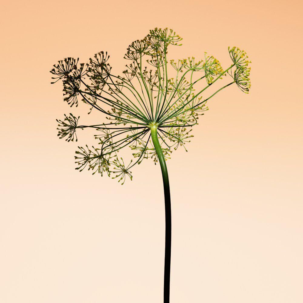Fennel blossom, emphasizing the aromatic complexity of Armani/Prive Orange Mediterranee.