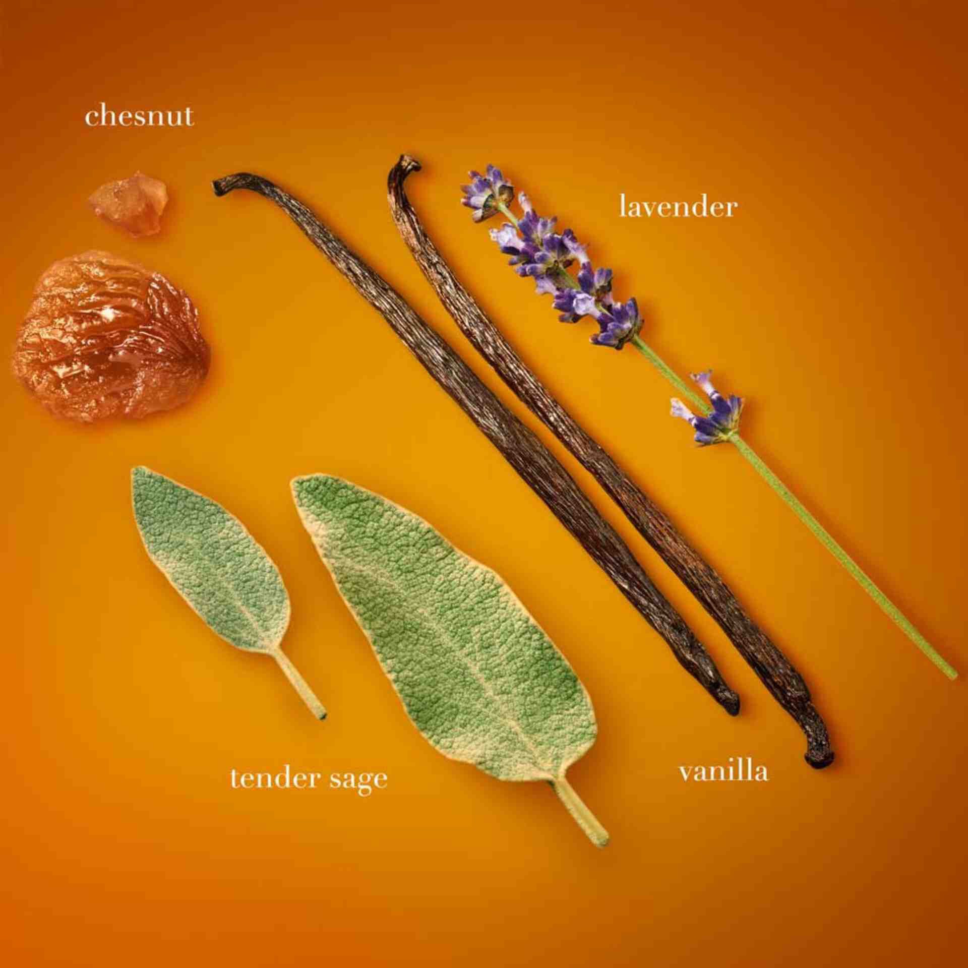On an orange background, the key fragrance ingredients of "Stronger With You" are displayed and labeled: chestnut, lavender, tender sage leaves, and vanilla bean, each ingredient artfully arranged.