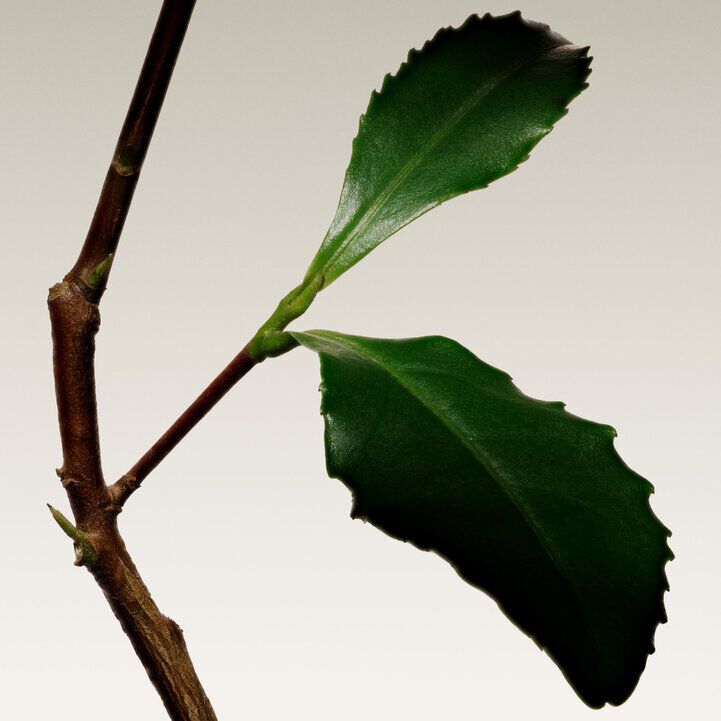 Armani Prive The Yulong Eau de Toilette