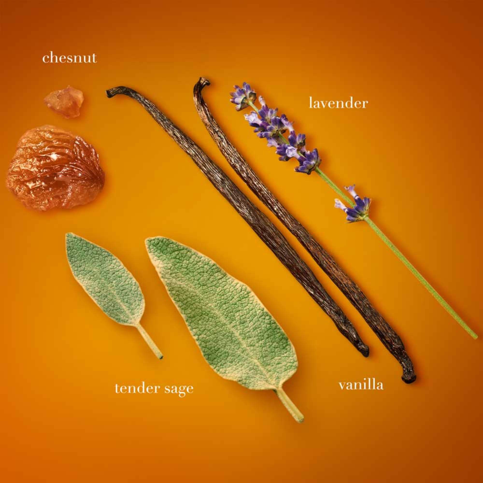Armani Stronger With You fragrance ingredients visual featuring chestnut, vanilla, sage, and lavender on a warm orange background, emphasizing the scent’s spicy and aromatic notes.