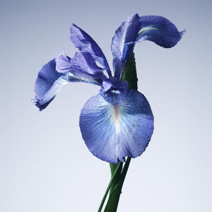 ARMANI/PRIVE IRIS BLEU