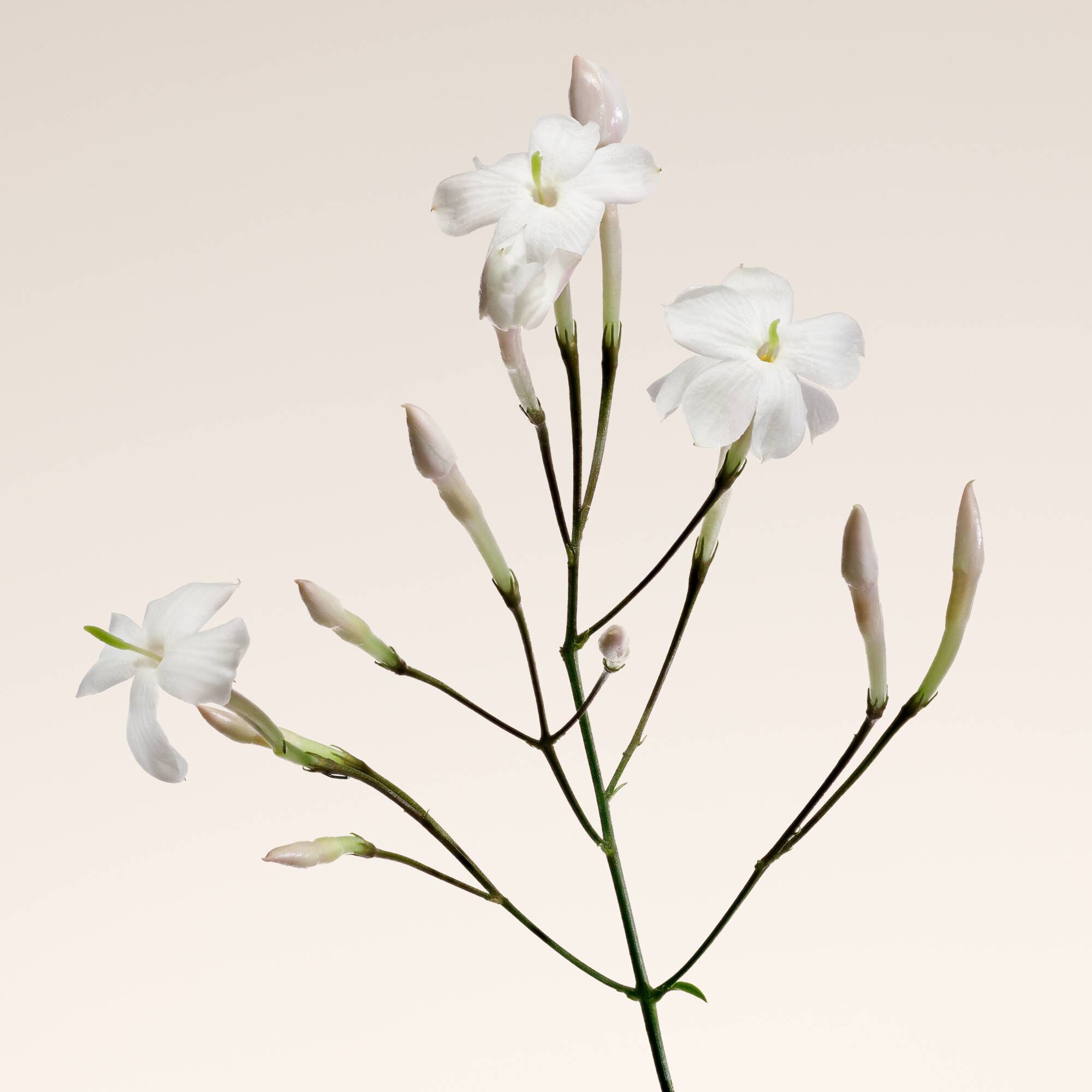 Jasmine flower